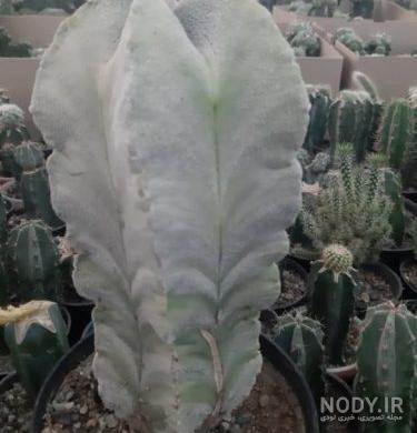 چالش خوردن کاکتوس