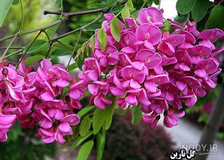 گل اقاقیا به انگلیسی گل اقاقیا به انگلیسی