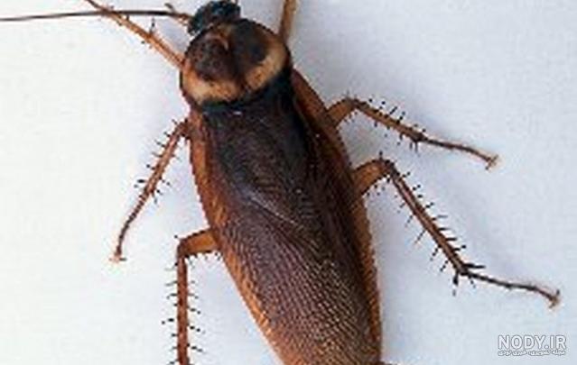 خطرات ماهی نقره ای