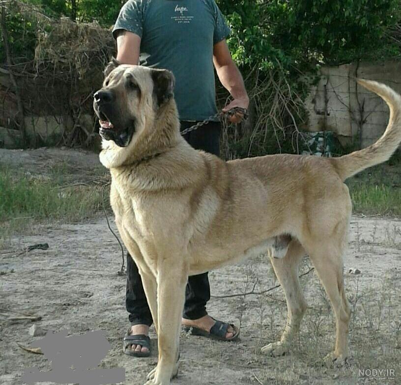 سگ سرابی سیاه بزرگ سگ سرابی سیاه بزرگ
