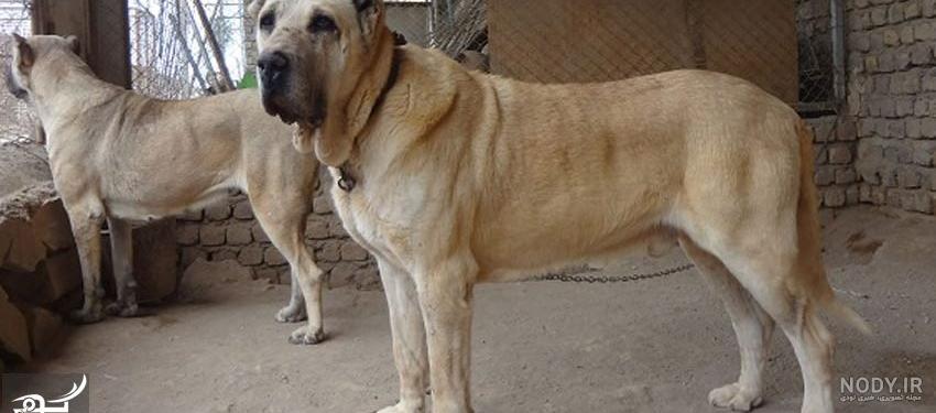 عکس سگ سرابی وحشی عکس سگ سرابی وحشی