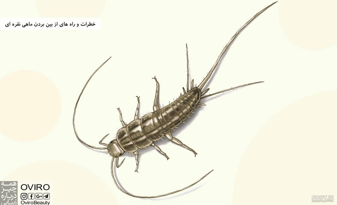 عکس ماهی نقره ای