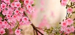 بهار تنهایی بهار تنهایی