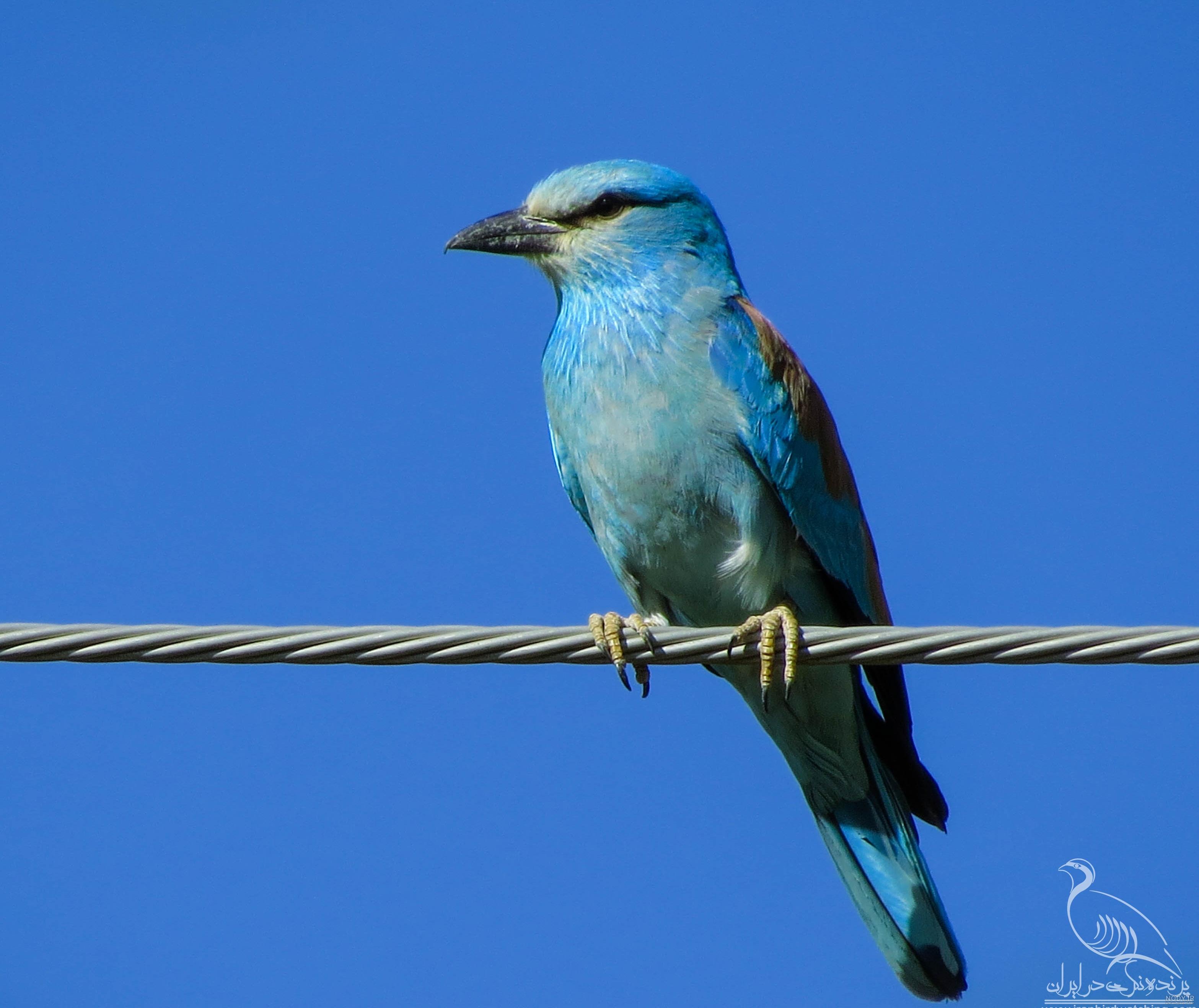 عابدان در جدول