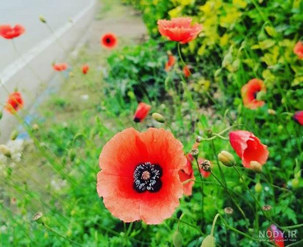 عکس دختر در باغ شکوفه عکس دختر در باغ شکوفه