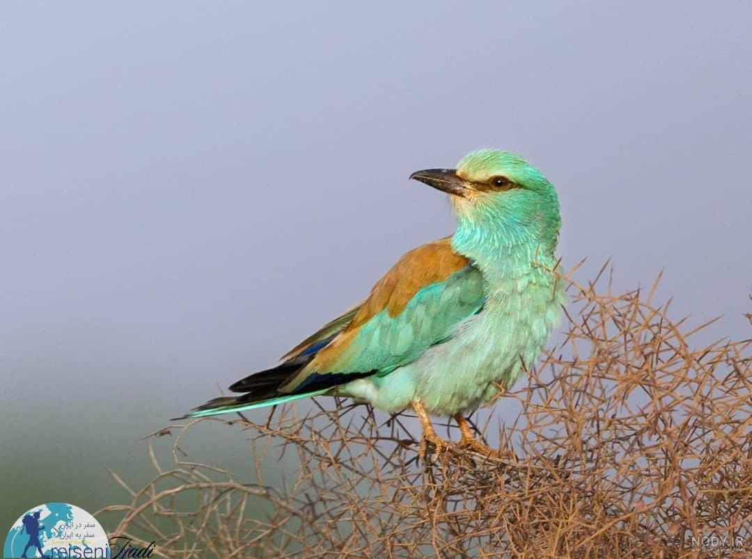 عکس سبزقبا