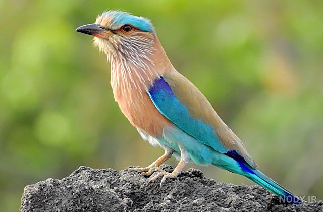 عکس سبزقبای هندی