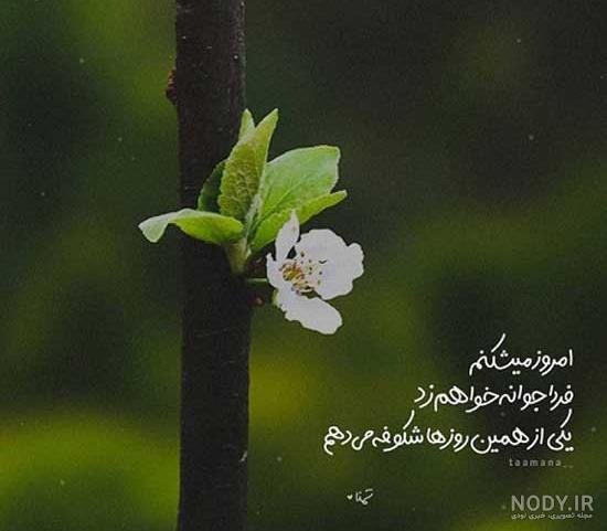 عکس عاشقانه بهاری بدون متن عکس عاشقانه بهاری بدون متن