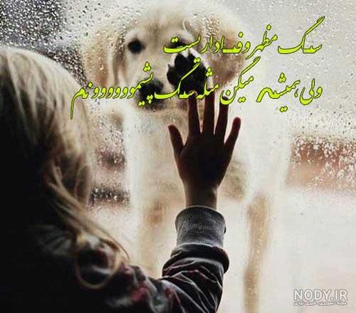 عکس های غمگین سگ عکس های غمگین سگ