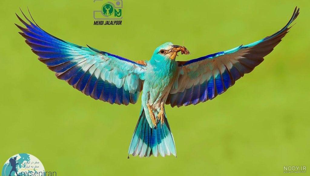 عکس پرنده سبزقبا