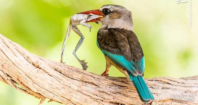 عکس پرنده سبزقبا