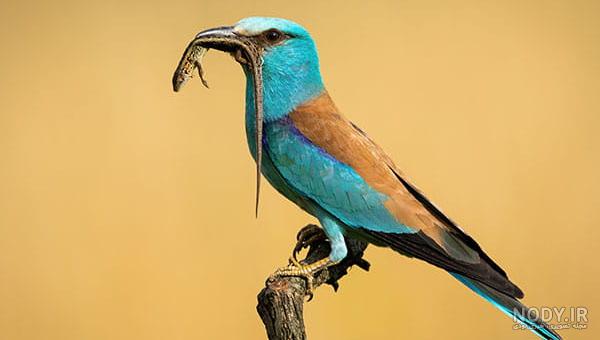 قیمت سبزقبا