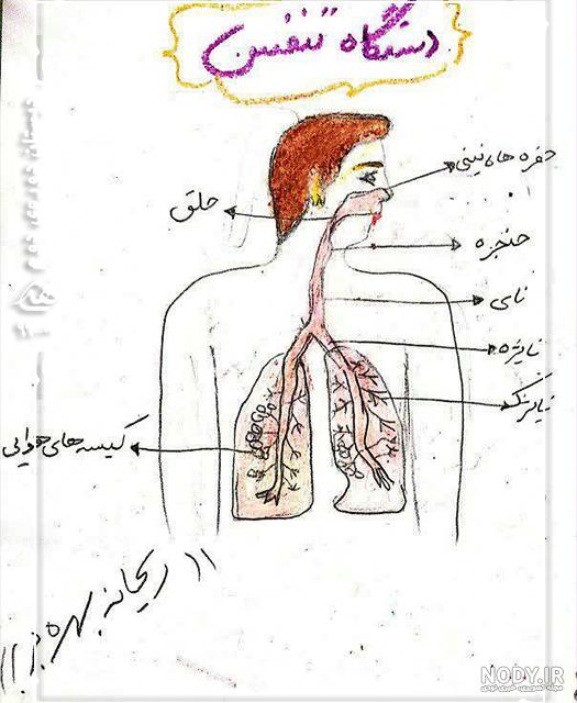 چگونه نفس می کشیم توضیح دهید کلاس چهارم