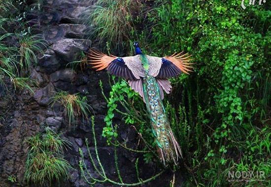 عکسهای طاووس در حال پرواز