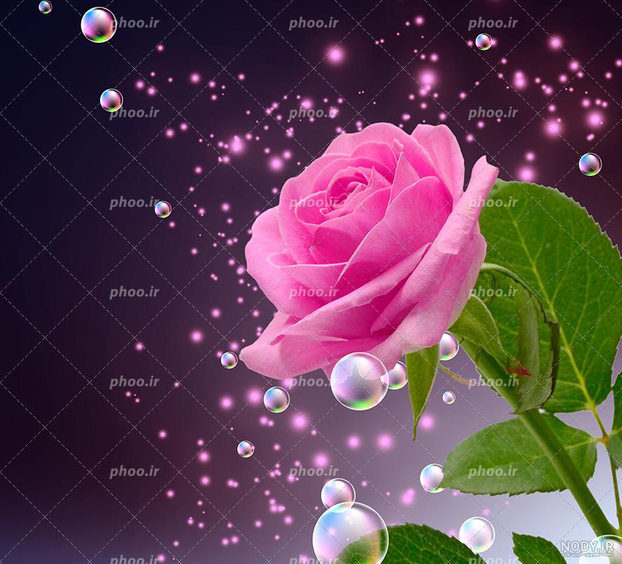 تصویر زمینه گل سرخ