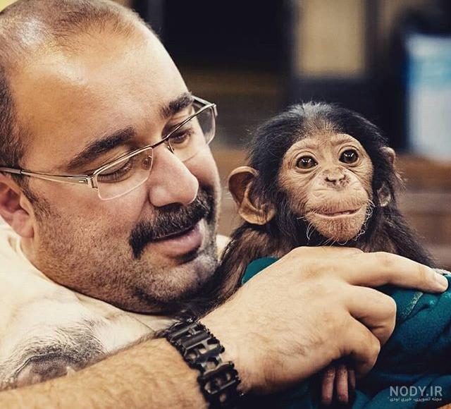 شبیه ترین میمون به انسان