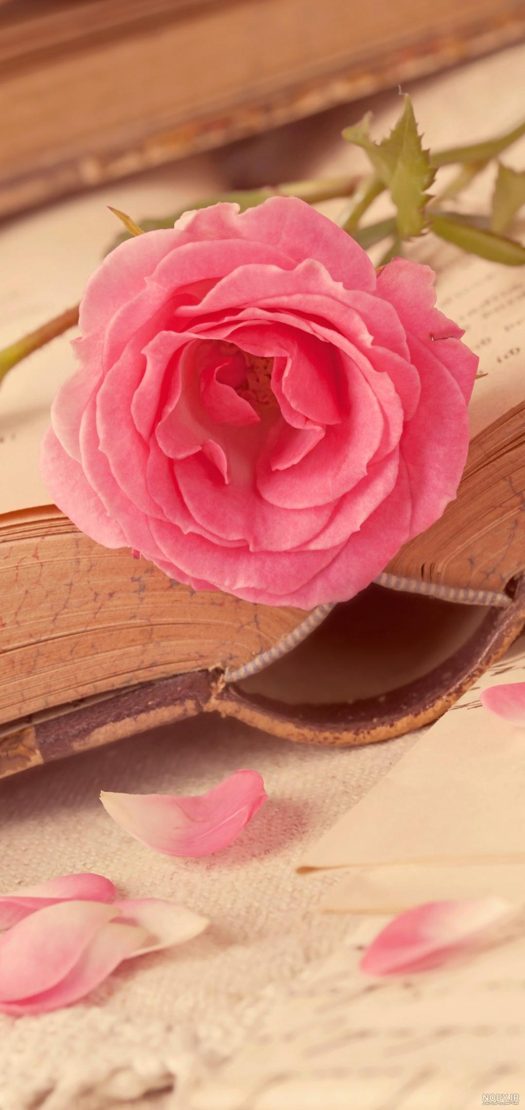 عکس گل برای تصویر زمینه گوشی سامسونگ