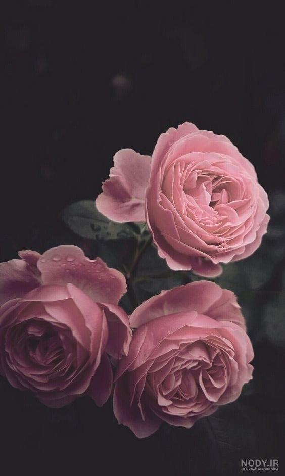 عکس گل رنگی برای تصویر زمینه