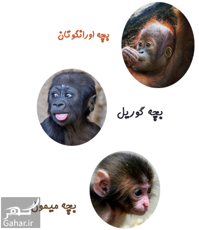 میمون شامپانزه