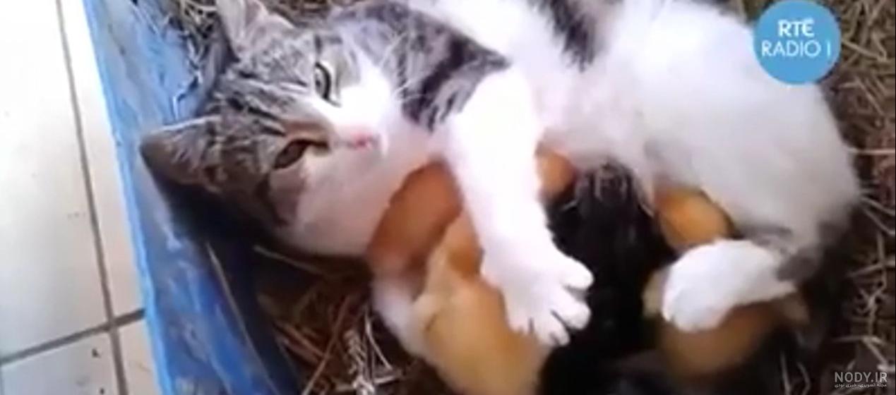 دوستی گربه و جوجه