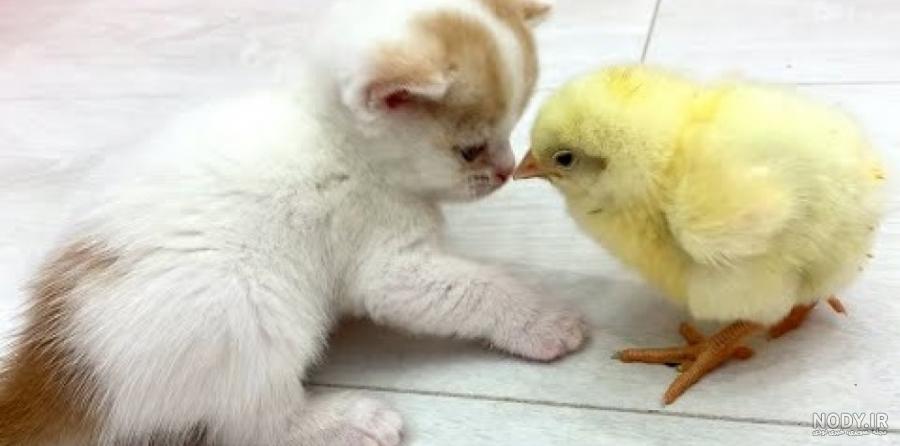 شعر مرغ پروین اعتصامی