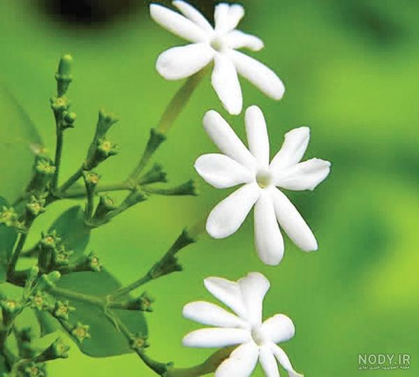 عکس گل یاس زرد عکس گل یاس زرد