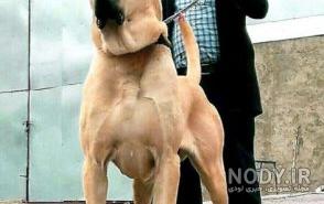 عکس سگ سرابی وحشی ایرانی