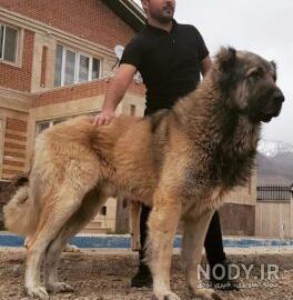 جنگ سگ قدرجونی با سرابی