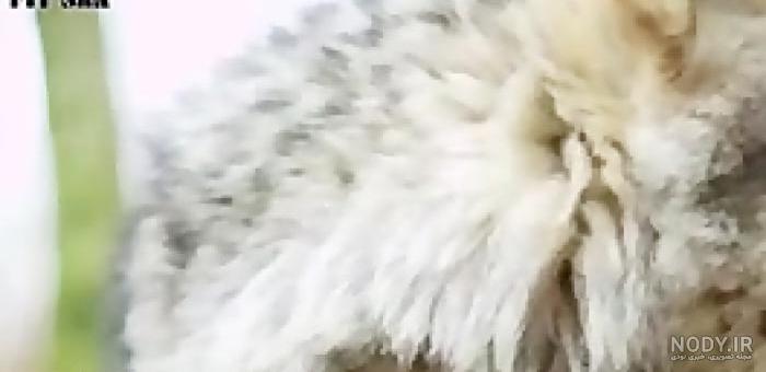 سگ سرابی جنگی بزرگ تهران