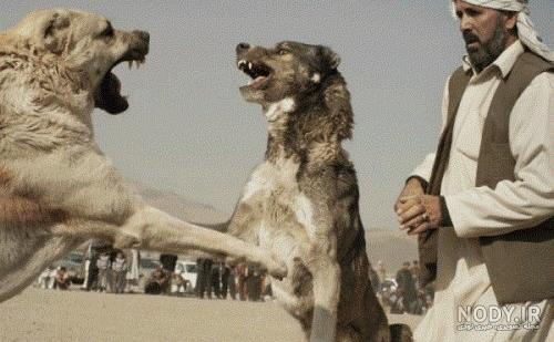 فیلم سگ قدرجونی گله ای