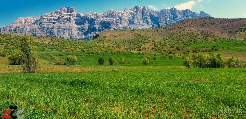 عکس چای سبز کوهی