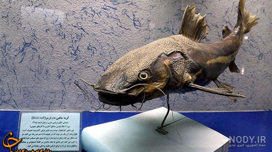 شیطان ماهی زنده