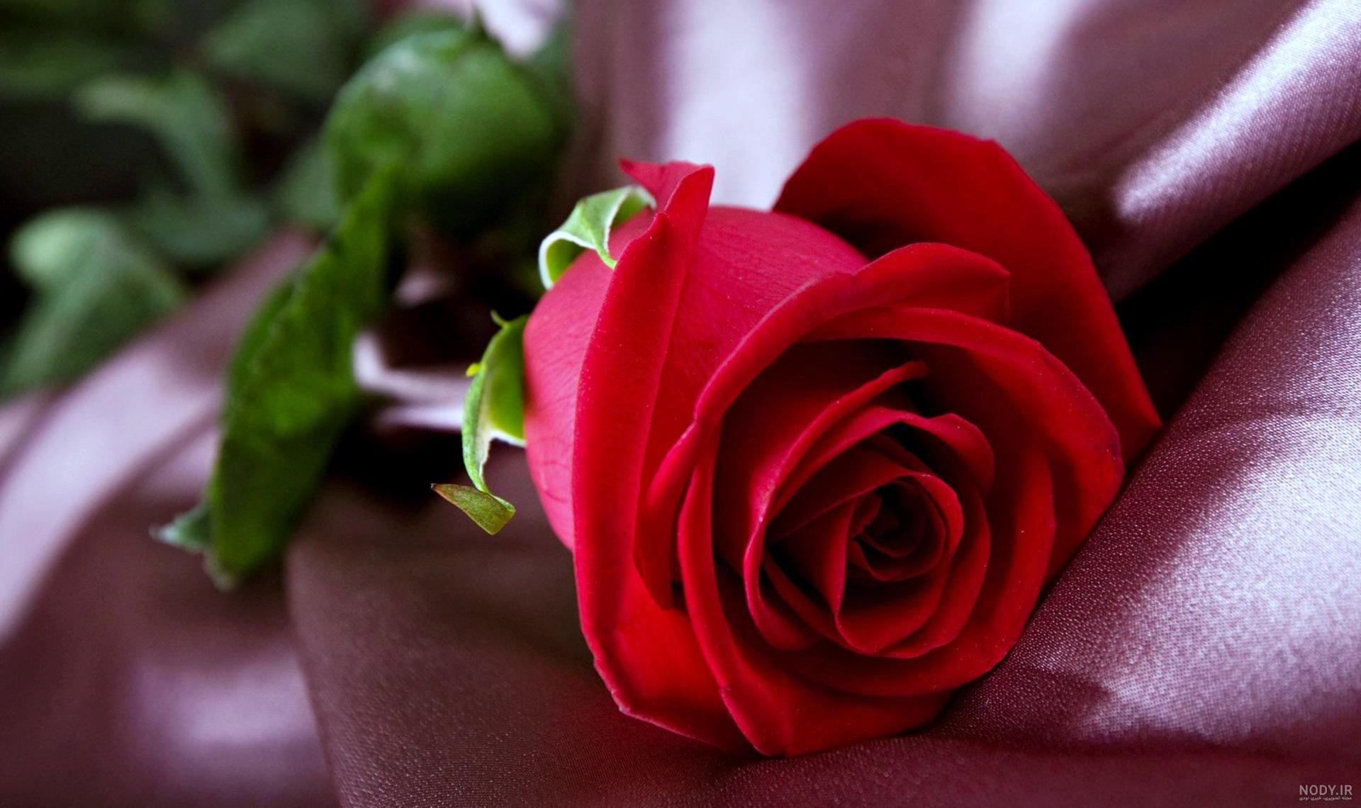 عکس گل رز قرمز با زمینه مشکی