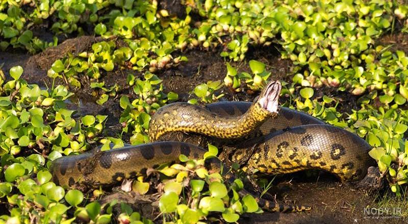 عکس مار آناکوندای سبز عکس مار آناکوندای سبز