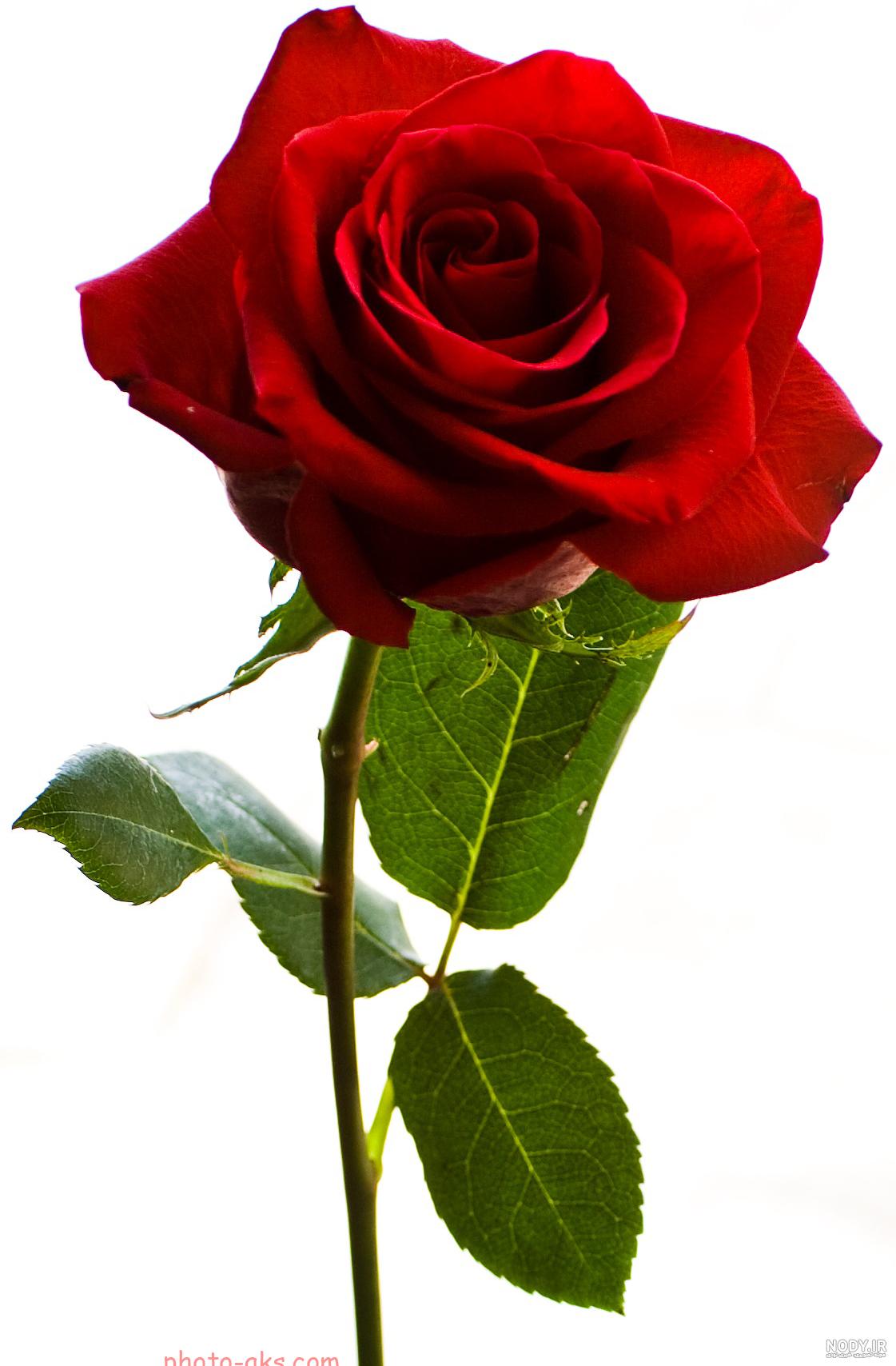 عکس گل رز قرمز عاشقانه
