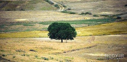 عکس طبیعت واقعی ساده