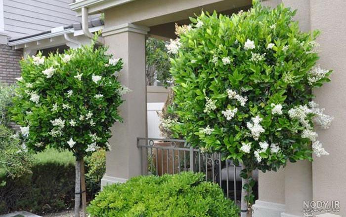 عکس گل یاس هلندی