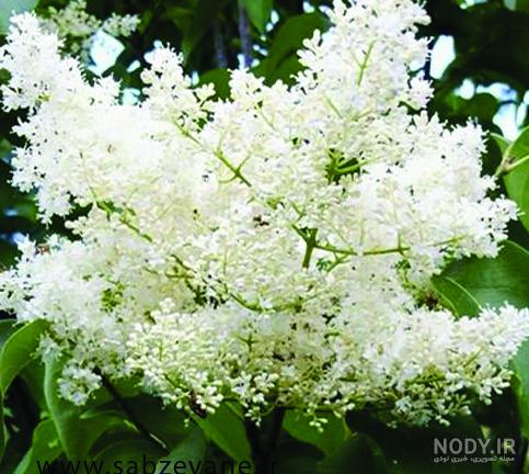 عکسهای گل یاس هلندی