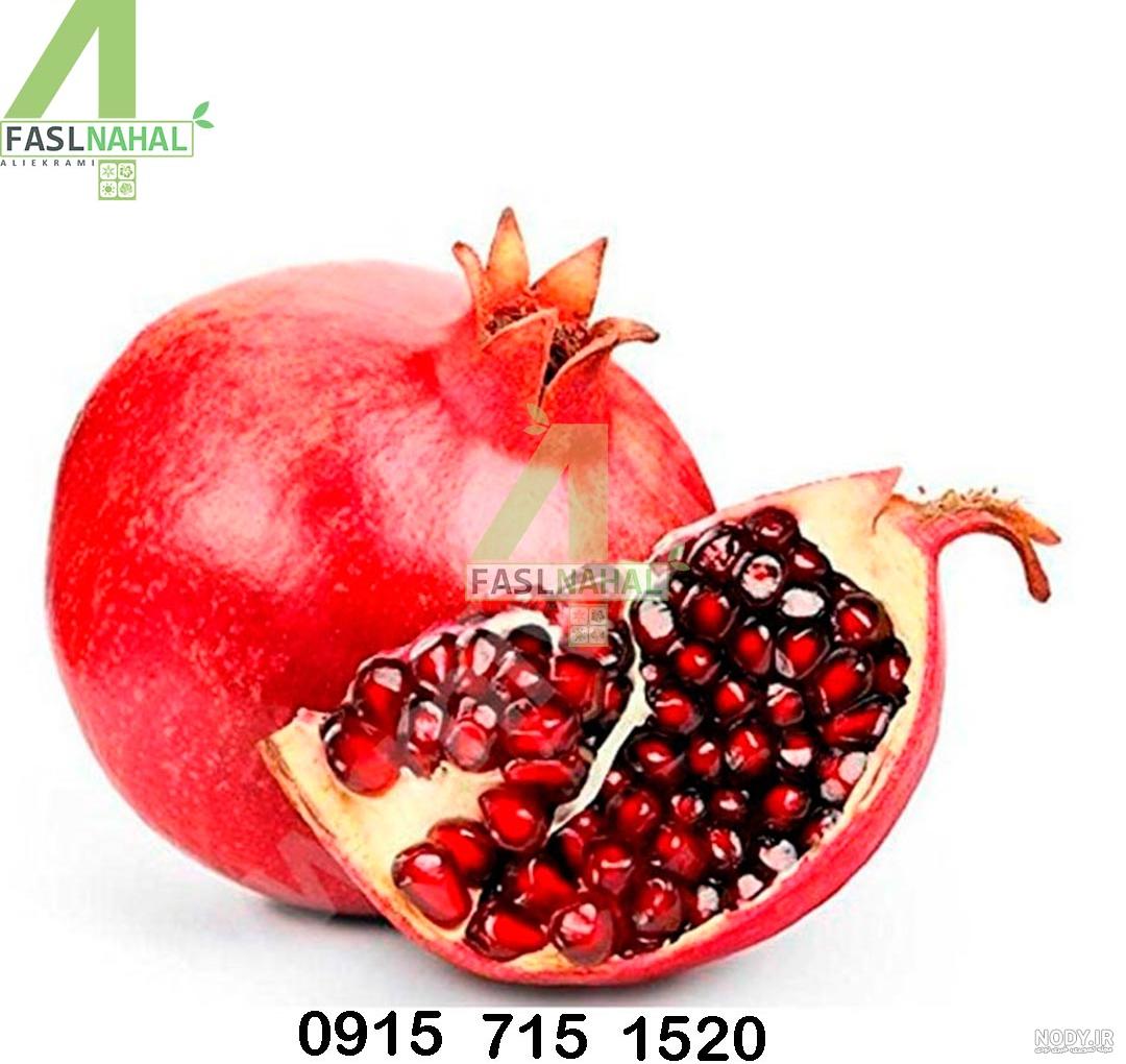 عکس درخت انار قرمز