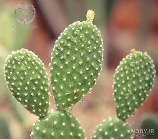 خواص ژل کاکتوس برای پوست خواص ژل کاکتوس برای پوست