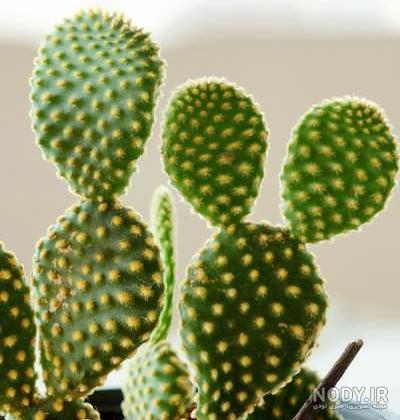 خواص کاکتوس اچینو خواص کاکتوس اچینو