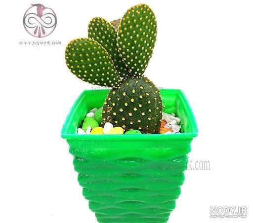 خواص کاکتوس برای مو خواص کاکتوس برای مو