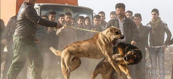 عکس سگ دعوا علی پلنگ