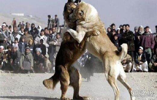 عکس سگ دعوای علی پلنگ