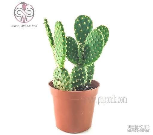 قلمه زدن گل گوش خرگوشی قلمه زدن گل گوش خرگوشی