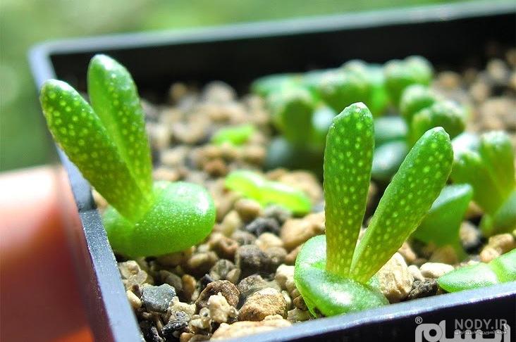 قیمت کاکتوس خرگوشی قیمت کاکتوس خرگوشی