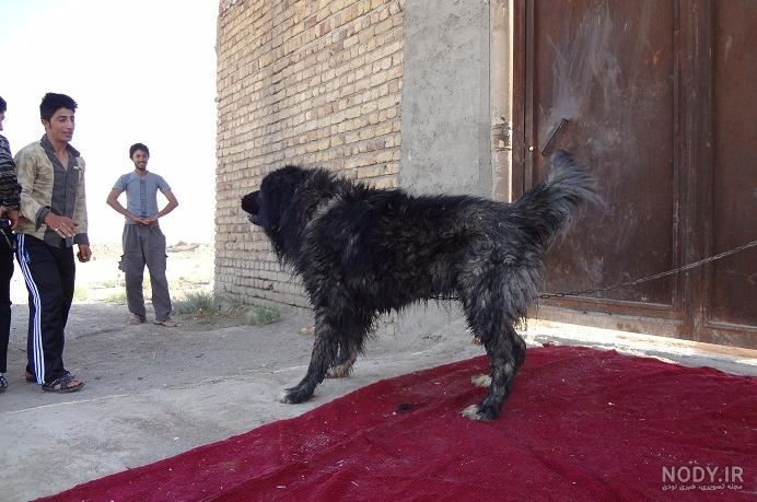 عکس سگ سرابی نر