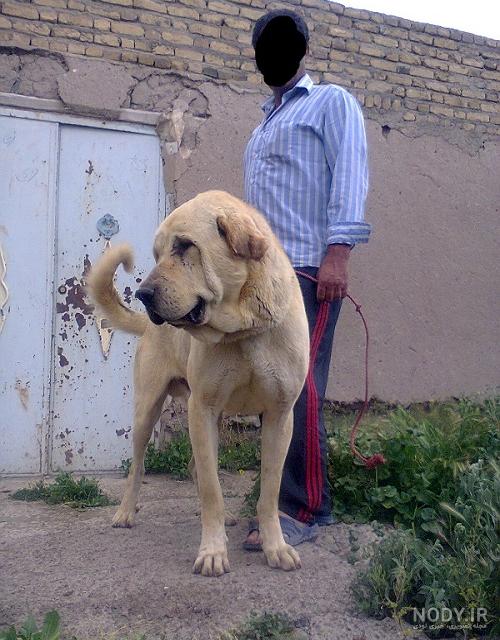 عکس سگ سرابی واقعی عکس سگ سرابی واقعی