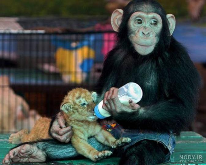 عکس شامپانزه زیبا