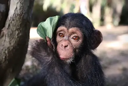 عکس نقاشی شامپانزه